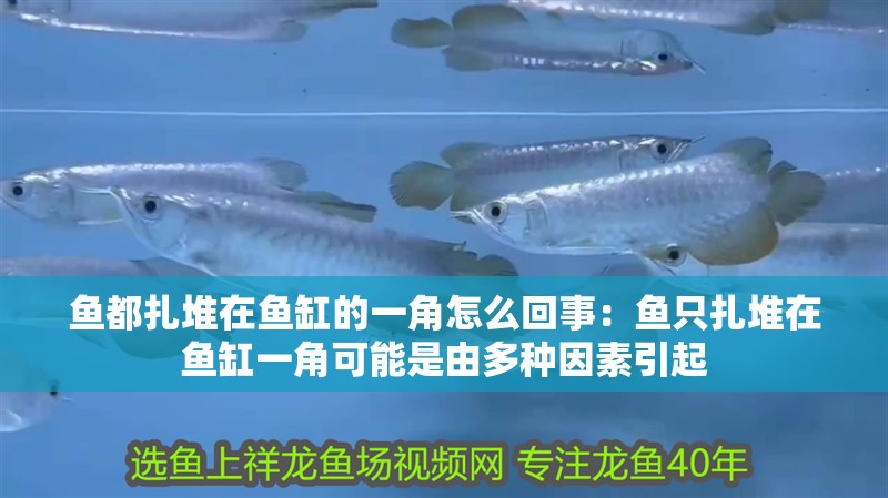 魚都扎堆在魚缸的一角怎么回事：魚只扎堆在魚缸一角可能是由多種因素引起 魚都扎堆在魚缸的一角怎么回事：魚只扎堆在魚缸一角可能是由多種因素引起 魚缸百科