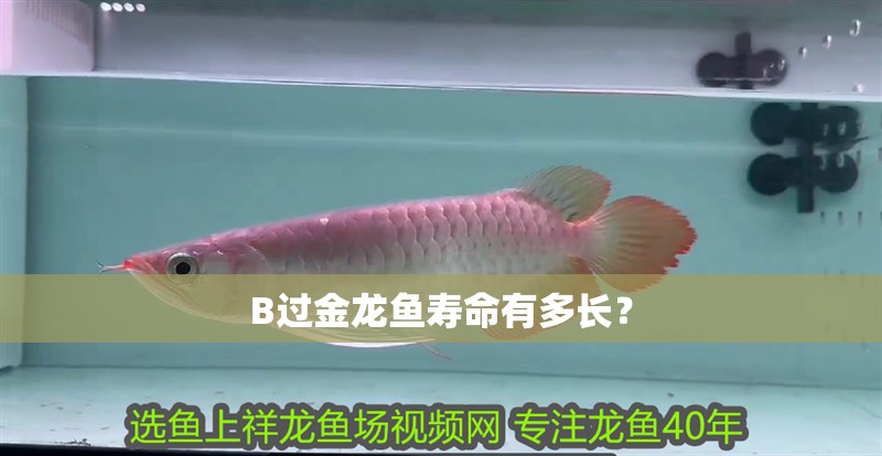 B過金龍魚壽命有多長？