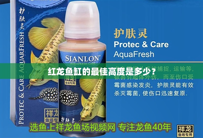 紅龍魚缸的最佳高度是多少？