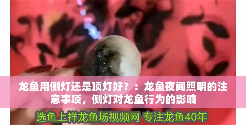龍魚用側燈還是頂燈好？：龍魚夜間照明的注意事項，側燈對龍魚行為的影響