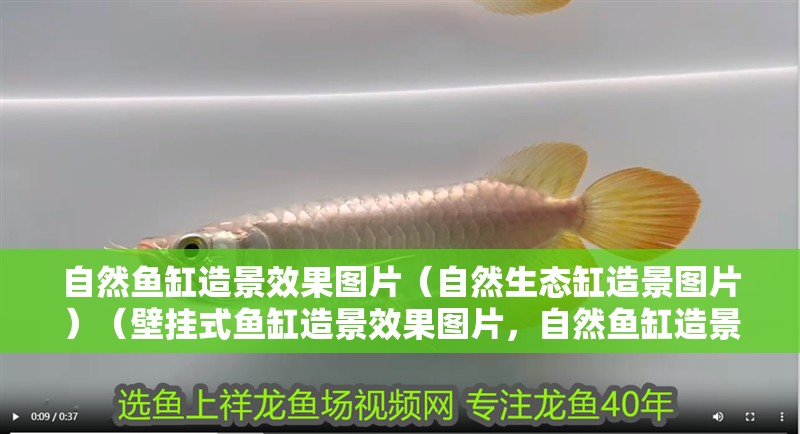 自然魚缸造景效果圖片（自然生態(tài)缸造景圖片）（壁掛式魚缸造景效果圖片，自然魚缸造景效果圖片制作過程）