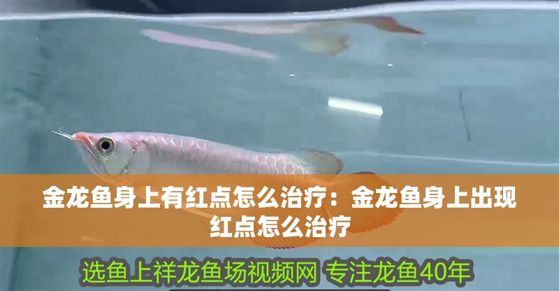 金龍魚身上有紅點怎么治療：金龍魚身上出現紅點怎么治療