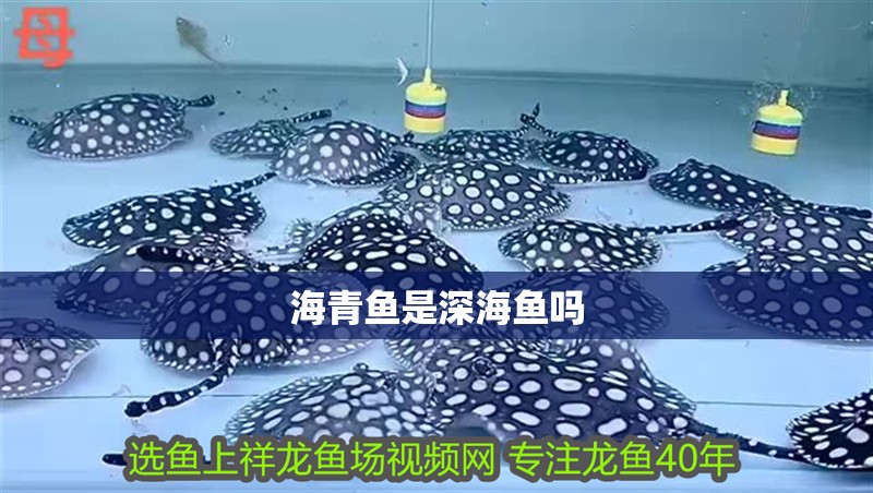 海青魚是深海魚嗎