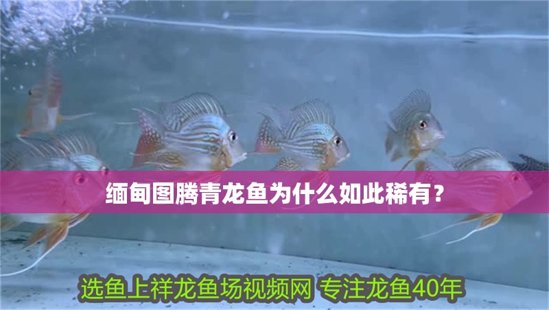 緬甸圖騰青龍魚為什么如此稀有？ 緬甸圖騰青龍魚為什么如此稀有？ 水族問答