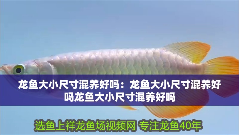 龍魚大小尺寸混養(yǎng)好嗎：龍魚大小尺寸混養(yǎng)好嗎龍魚大小尺寸混養(yǎng)好嗎