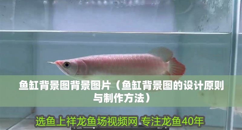 魚缸背景圖背景圖片（魚缸背景圖的設計原則與制作方法）