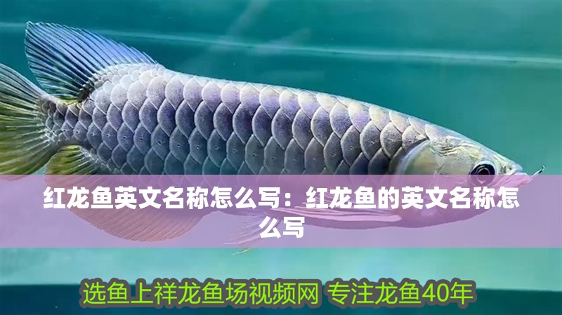 紅龍魚英文名稱怎么寫：紅龍魚的英文名稱怎么寫