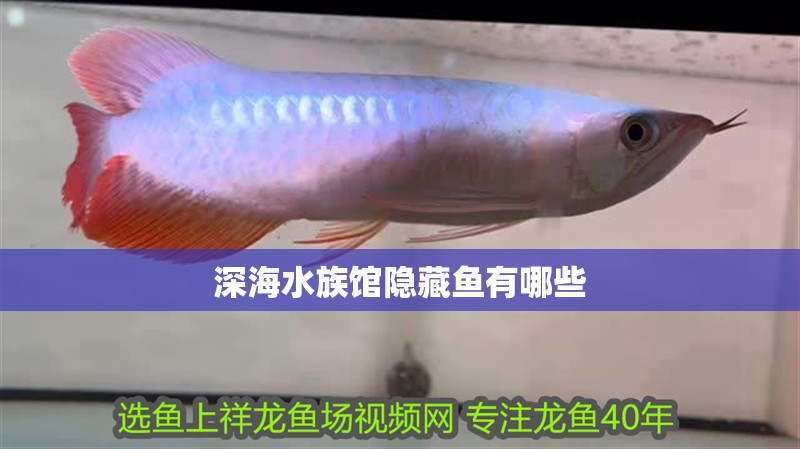 深海水族館隱藏魚有哪些