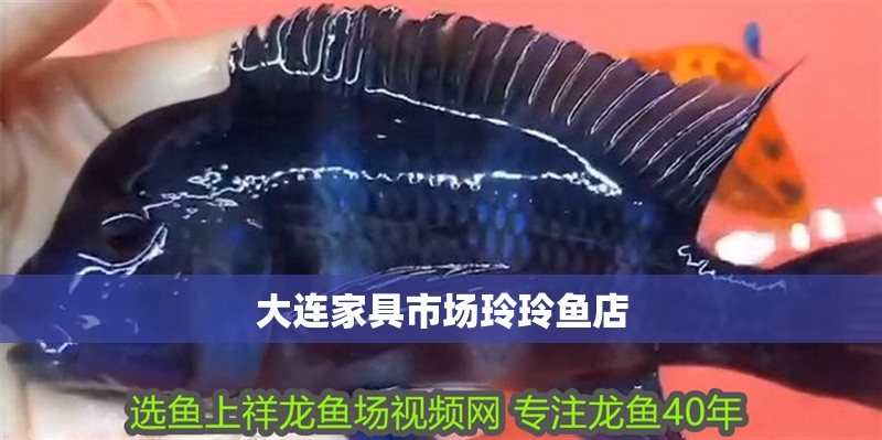 大連家具市場玲玲魚店