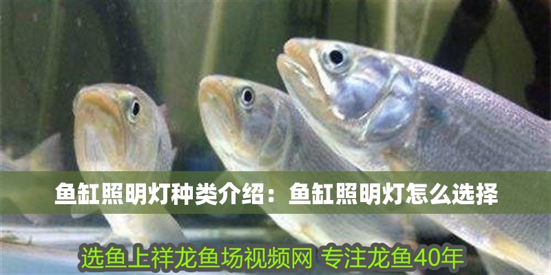 魚缸照明燈種類介紹：魚缸照明燈怎么選擇 魚缸照明燈種類介紹：魚缸照明燈怎么選擇 魚缸百科
