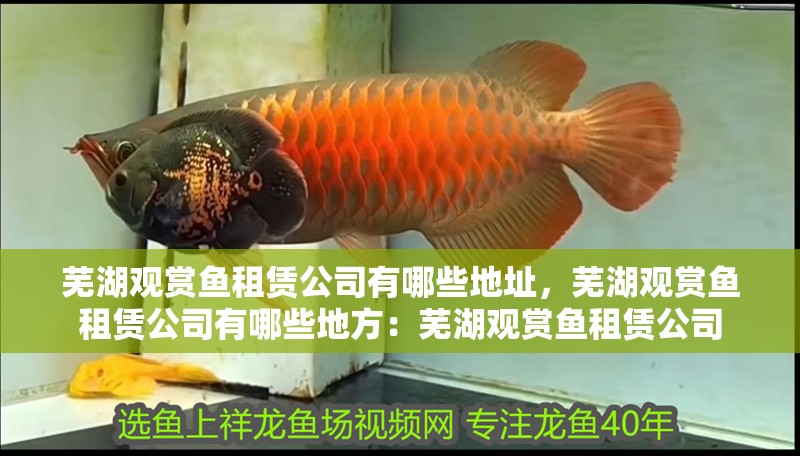 蕪湖觀賞魚租賃公司有哪些地址，蕪湖觀賞魚租賃公司有哪些地方：蕪湖觀賞魚租賃公司