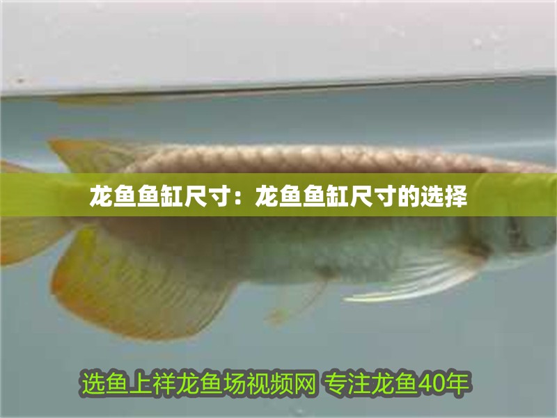 龍魚魚缸尺寸：龍魚魚缸尺寸的選擇