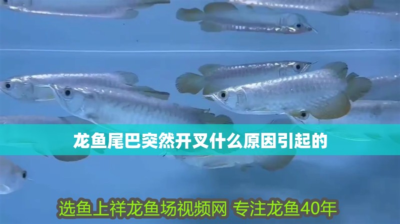 龍魚尾巴突然開叉什么原因引起的