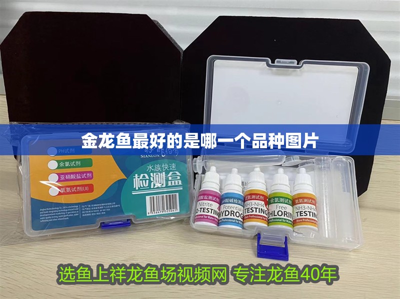 金龍魚最好的是哪一個品種圖片 金龍魚最好的是哪一個品種圖片 龍魚百科
