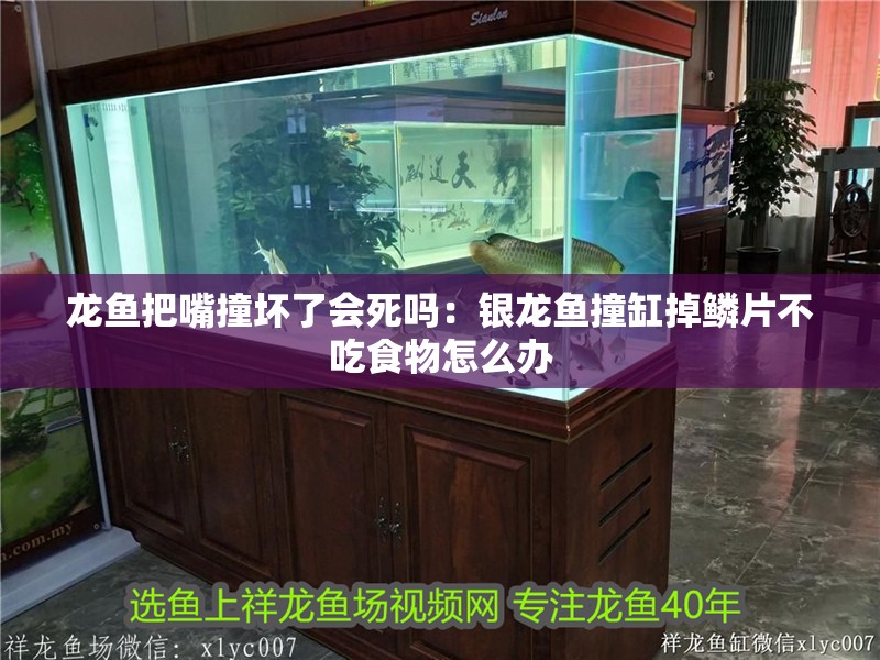 龍魚把嘴撞壞了會死嗎：銀龍魚撞缸掉鱗片不吃食物怎么辦