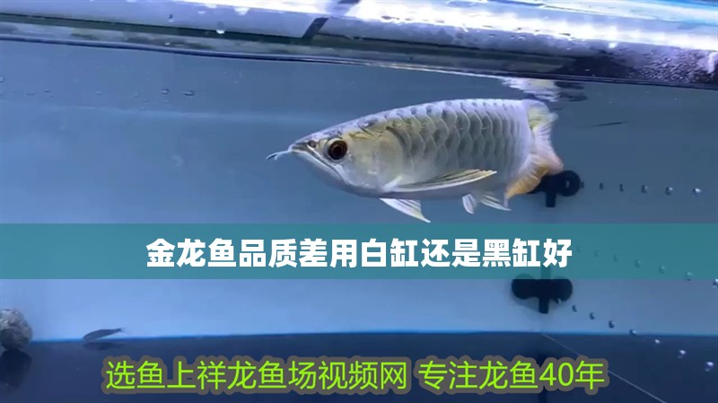金龍魚品質差用白缸還是黑缸好 金龍魚品質差用白缸還是黑缸好 龍魚百科