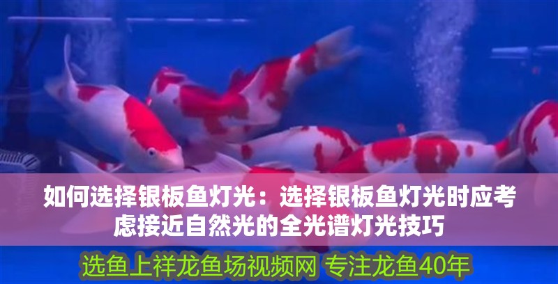 魚缸過濾器選購指南:自制魚缸過濾器魚缸上置過濾器對于養魚愛好者的必備知識 如何選擇銀板魚燈光:選擇銀板魚燈光時應考慮接近自然光的全光譜燈光技巧 龍魚百科 如何選擇銀板魚燈光:選擇銀板魚燈光時應考慮接近自然光的全光譜燈光技巧 如何選擇銀板魚燈光:選擇銀板魚燈光時應考慮接近自然光的全光譜燈光技巧 龍魚百科