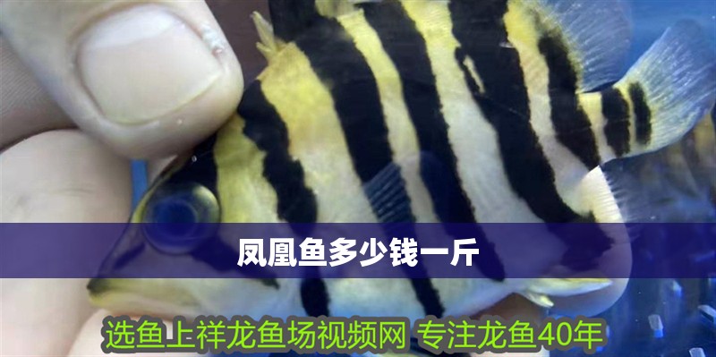 鳳凰魚多少錢一斤