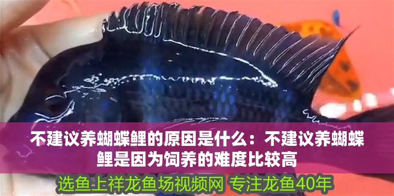 鸚鵡魚和銀龍魚混養怎樣喂食 不建議養蝴蝶鯉的原因是什么:不建議養蝴蝶鯉是因為飼養的難度比較高 魚缸百科 不建議養蝴蝶鯉的原因是什么:不建議養蝴蝶鯉是因為飼養的難度比較高 不建議養蝴蝶鯉的原因是什么:不建議養蝴蝶鯉是因為飼養的難度比較高 魚缸百科