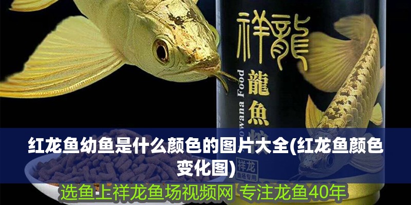 紅龍魚幼魚是什么顏色的圖片大全(紅龍魚顏色變化圖) 紅龍魚幼魚是什么顏色的圖片大全(紅龍魚顏色變化圖) 魚缸百科