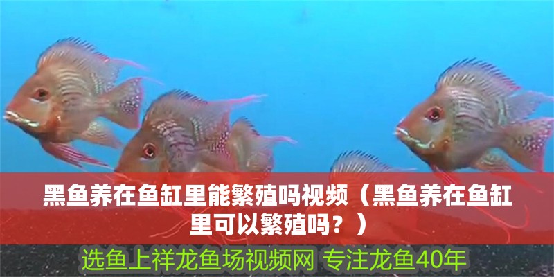 黑魚養在魚缸里能繁殖嗎視頻（黑魚養在魚缸里可以繁殖嗎？） 黑魚養在魚缸里能繁殖嗎視頻（黑魚養在魚缸里可以繁殖嗎？） 魚缸百科