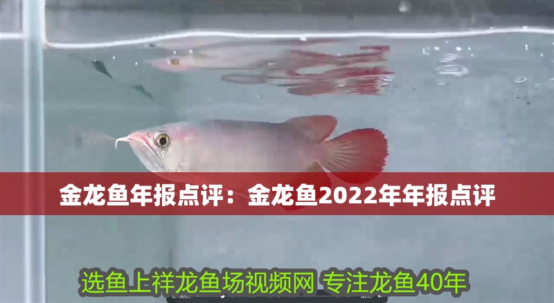 金龍魚年報點評：金龍魚2022年年報點評 金龍魚年報點評：金龍魚2022年年報點評 龍魚百科