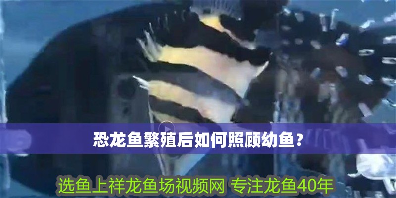 恐龍魚繁殖后如何照顧幼魚？