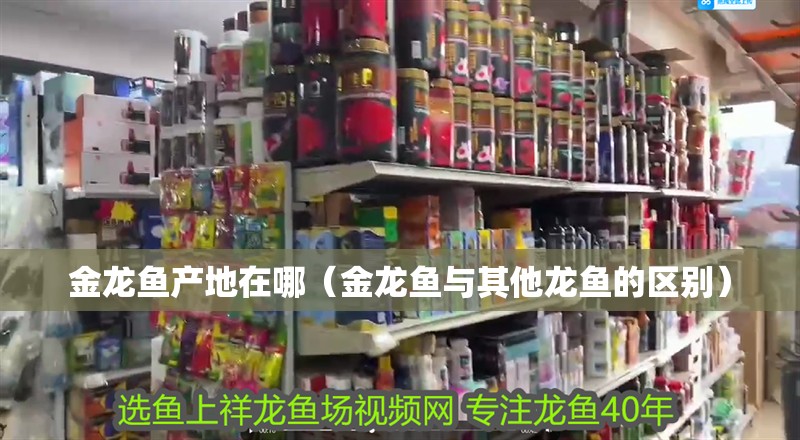 金龍魚產地在哪（金龍魚與其他龍魚的區別）