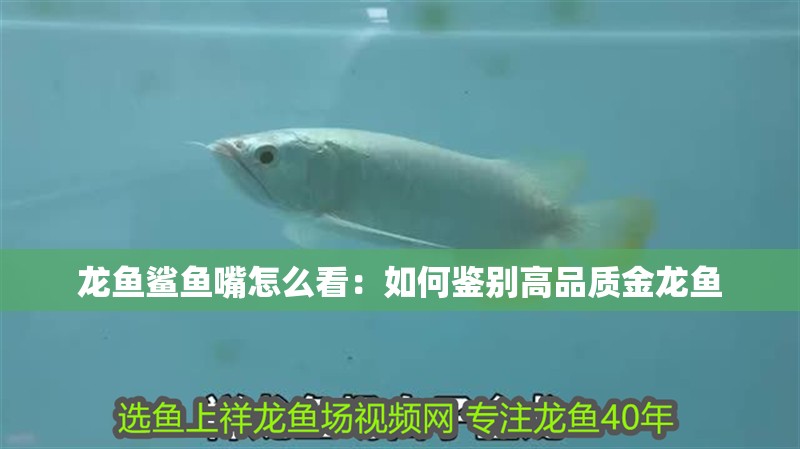 龍魚鯊魚嘴怎么看：如何鑒別高品質金龍魚 龍魚鯊魚嘴怎么看：如何鑒別高品質金龍魚 龍魚百科