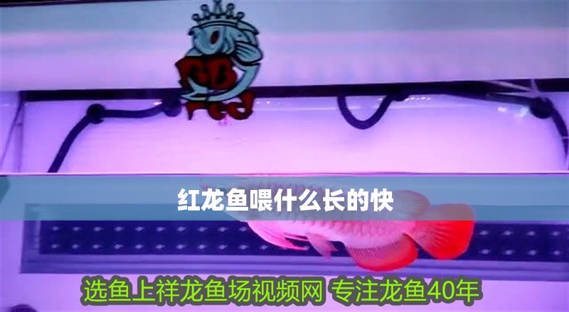 紅龍魚喂什么長(zhǎng)的快
