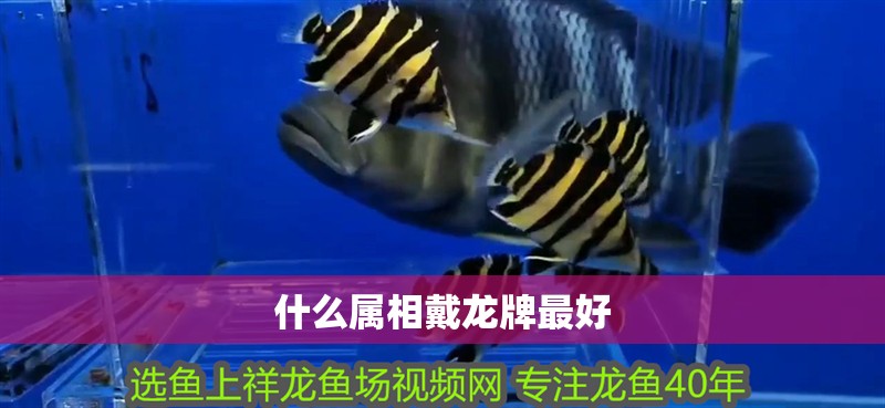 什么屬相戴龍牌最好