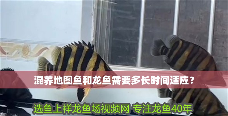 混養地圖魚和龍魚需要多長時間適應？