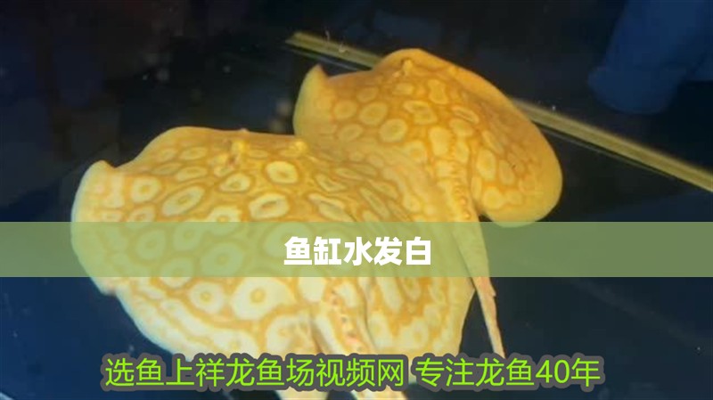 魚缸用增氧泵價(jià)格是多少:魚缸增氧機(jī)-xtrac增氧機(jī)-xtrac增氧機(jī) 魚缸水發(fā)白 魚缸百科 魚缸水發(fā)白 魚缸水發(fā)白 魚缸百科