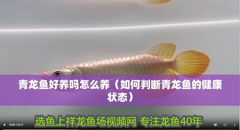 青龍魚好養(yǎng)嗎怎么養(yǎng)（如何判斷青龍魚的健康狀態(tài)）