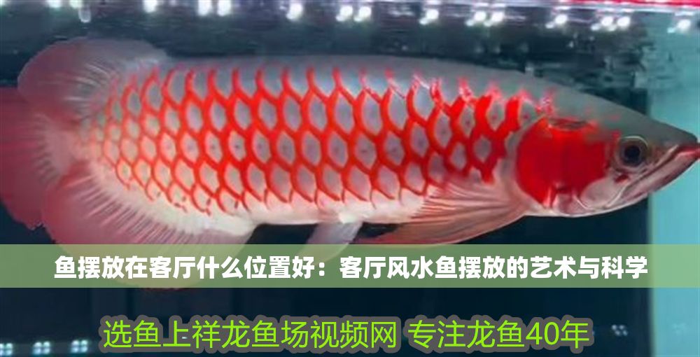 魚擺放在客廳什么位置好：客廳風水魚擺放的藝術與科學