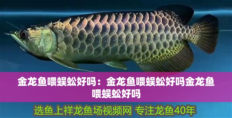 金龍魚喂蜈蚣好嗎：金龍魚喂蜈蚣好嗎金龍魚喂蜈蚣好嗎