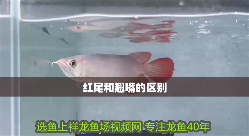 魚缸用增氧泵價格是多少:魚缸增氧機-xtrac增氧機-xtrac增氧機 紅尾和翹嘴的區別 龍魚論壇 紅尾和翹嘴的區別 紅尾和翹嘴的區別 龍魚論壇