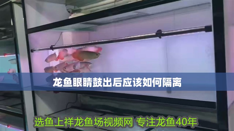 龍魚眼睛鼓出后應(yīng)該如何隔離