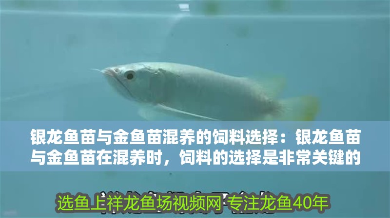 銀龍魚(yú)苗與金魚(yú)苗混養(yǎng)的飼料選擇：銀龍魚(yú)苗與金魚(yú)苗在混養(yǎng)時(shí)，飼料的選擇是非常關(guān)鍵的一環(huán)