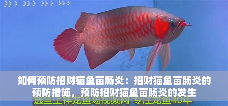 如何預防招財貓魚苗腸炎：招財貓魚苗腸炎的預防措施，預防招財貓魚苗腸炎的發生