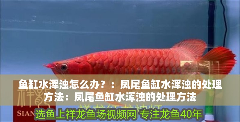 魚缸水渾濁怎么辦？：鳳尾魚缸水渾濁的處理方法：鳳尾魚缸水渾濁的處理方法