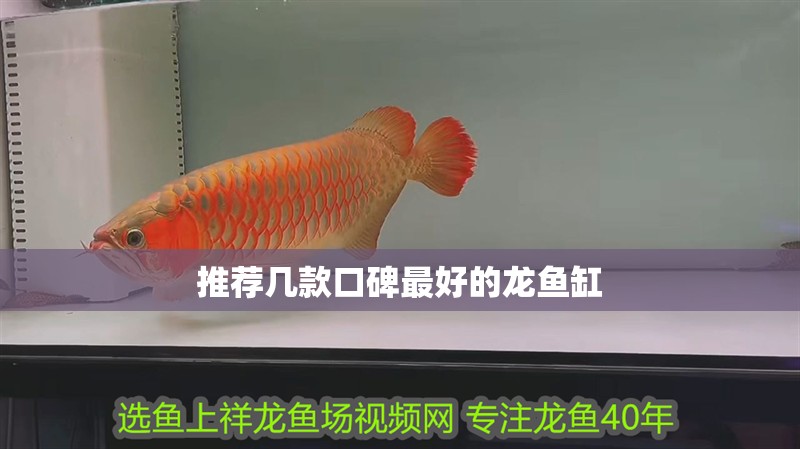 推薦幾款口碑最好的龍魚缸