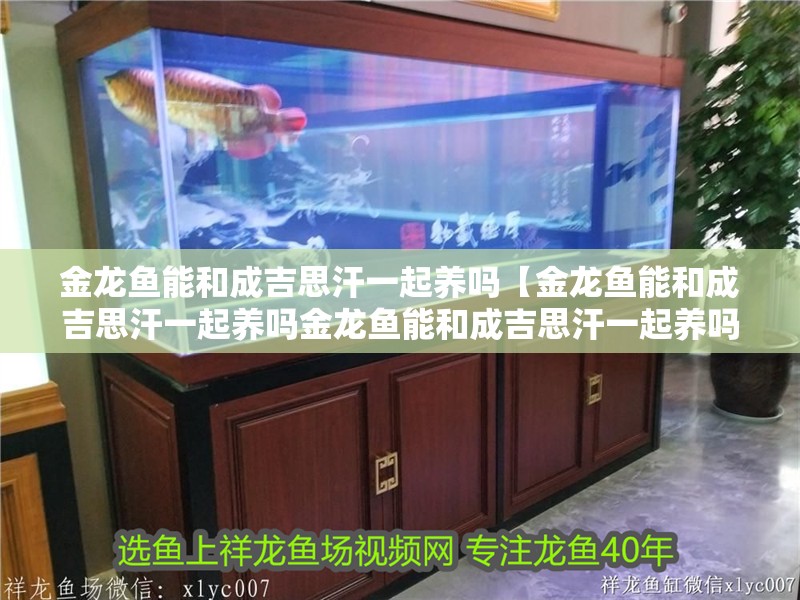 金龍魚能和成吉思汗一起養嗎【金龍魚能和成吉思汗一起養嗎金龍魚能和成吉思汗一起養嗎】 金龍魚能和成吉思汗一起養嗎【金龍魚能和成吉思汗一起養嗎金龍魚能和成吉思汗一起養嗎】 龍魚百科