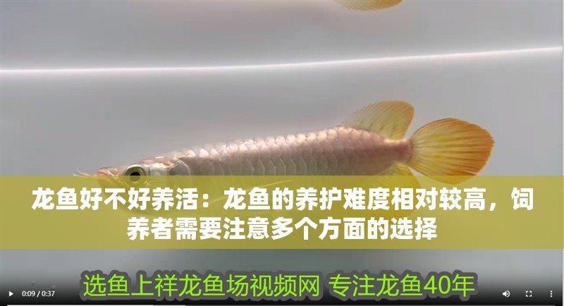 龍魚好不好養(yǎng)活：龍魚的養(yǎng)護(hù)難度相對(duì)較高，飼養(yǎng)者需要注意多個(gè)方面的選擇 龍魚好不好養(yǎng)活：龍魚的養(yǎng)護(hù)難度相對(duì)較高，飼養(yǎng)者需要注意多個(gè)方面的選擇 龍魚百科