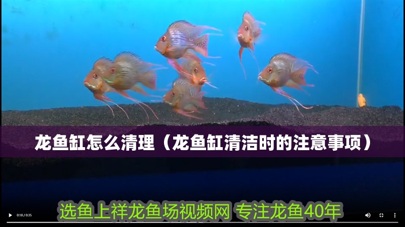 龍魚缸怎么清理（龍魚缸清潔時(shí)的注意事項(xiàng)）