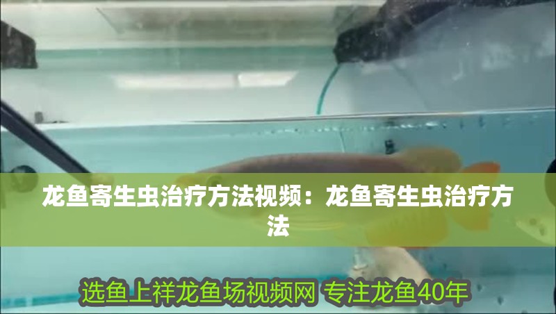 龍魚寄生蟲治療方法視頻：龍魚寄生蟲治療方法