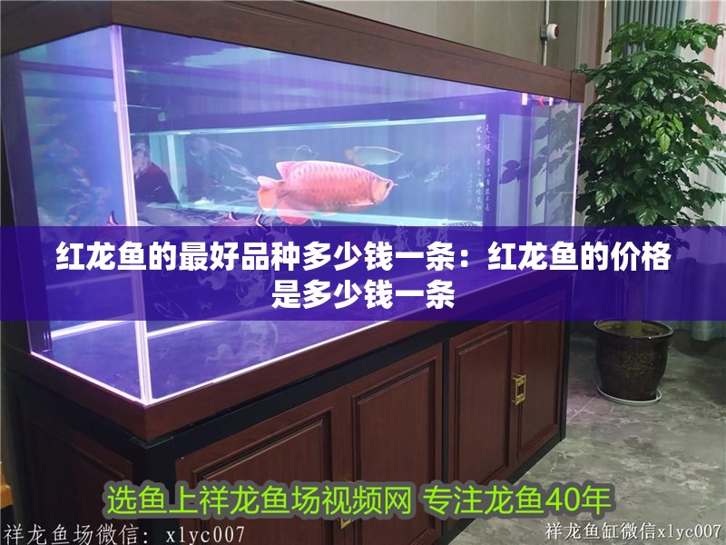 紅龍魚的最好品種多少錢一條：紅龍魚的價格是多少錢一條