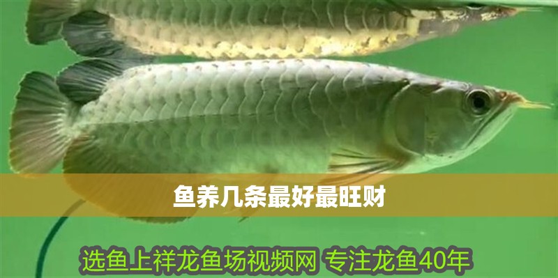 魚養幾條最好最旺財