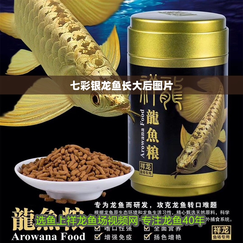 七彩銀龍魚長大后圖片