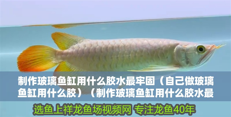 制作玻璃魚缸用什么膠水最牢固（自己做玻璃魚缸用什么膠）（制作玻璃魚缸用什么膠水最牢固）